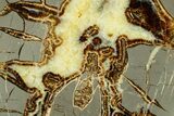 Polished Septarian Slab with Partial Ammonite Fossil - Utah #378539-1